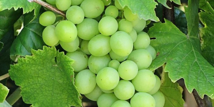 1080x1920 Green grapes wallpaper for android mobile phone free #download hd