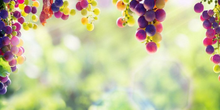 1280x2120 1280x2120 Grape iPhone 6 plus Wallpaper, HD Flowers 4K Wallpapers