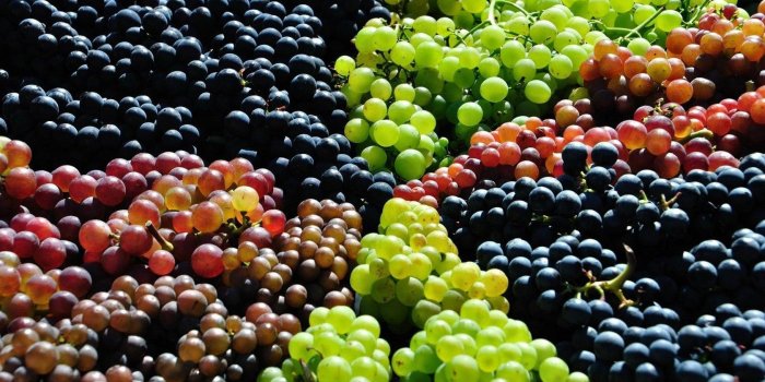 1680x1050 Grapes wallpaper | 1680x1050 | 65165 | WallpaperUP