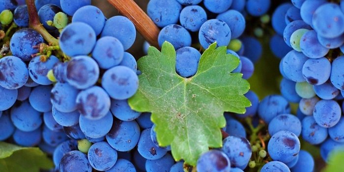 1920x1200 Blue Grapes wallpaper Gallery