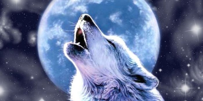 1024x768 Wallpaper Of Wolfs - 52DazheW Gallery