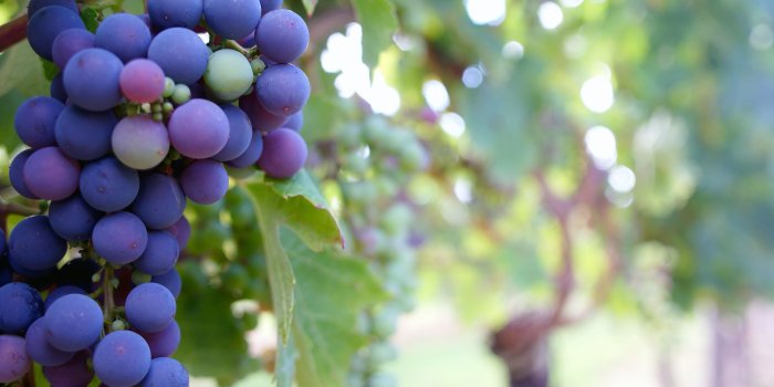 3872x2592 Close Up Photo of Grape Fruit HD wallpaper | Wallpaper Flare