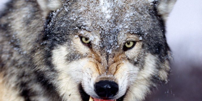 1600x1200 Wolves Wallpaper | pix 1000