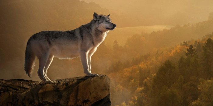 1024x768 Wolves Wallpaper #17