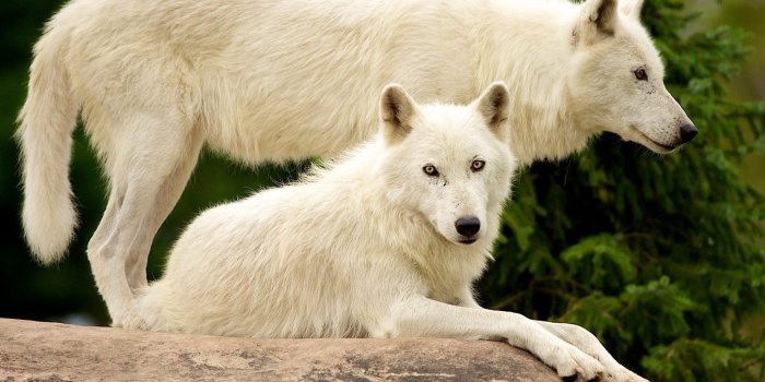 1920x1080 White Wolves HD wallpaper