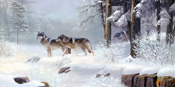 1920x1080 50+ Winter Wolves Wallpapers - Download at WallpaperBro