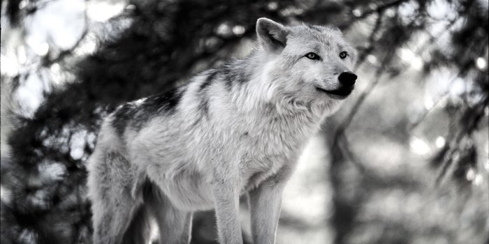 1920x1080 Wallpapers Wolves Wallpaper 1920x1080