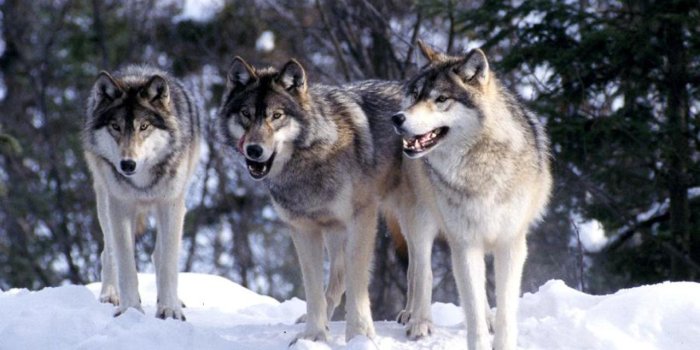 1280x800 Wolves Wallpaper Desktop #h958399 | Animals HD Wallpaper