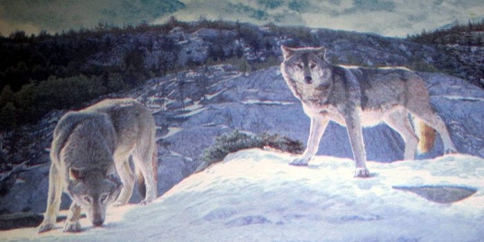 1500x1125 Timber Wolves Wolf Pack Lodge Wallpaper Border - CW102771