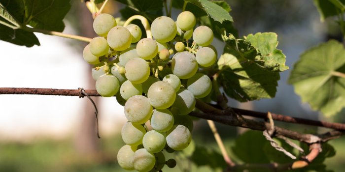 3840x2160 Green grape wallpaper - Photography wallpapers - #48202