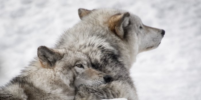 3840x2160 were wolves wallpaper