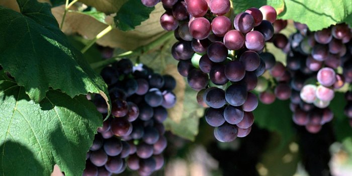 1600x1200 69+] Wallpaper Grapes on WallpaperSafari