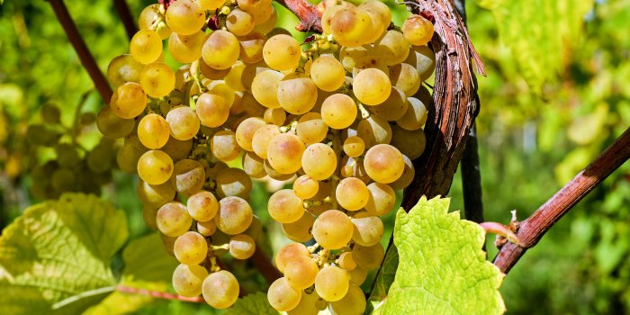 3840x2160 Factory, Flower, Vitis, Fruit, Grape 4K Ultra HD Wallpaper