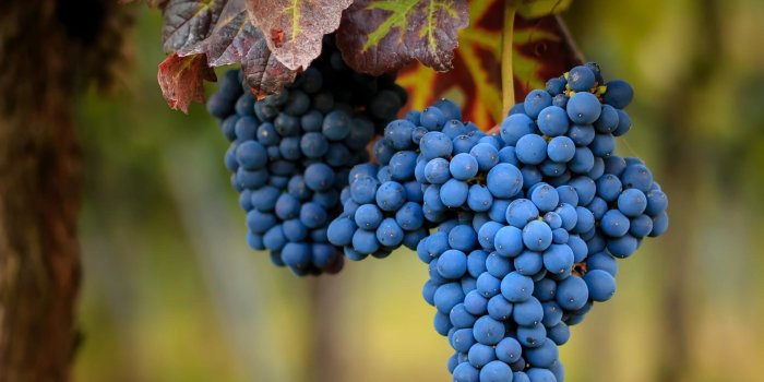 1920x1080 Grapes wallpapers 1920x1080 Full HD (1080p) desktop backgrounds