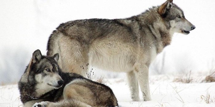 1600x900 SNOW WOLVES WALLPAPER ( Desktop Background