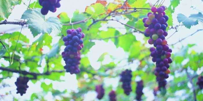 1024x768 Free Wallpaper - Free Photography wallpaper - Grape wallpaper