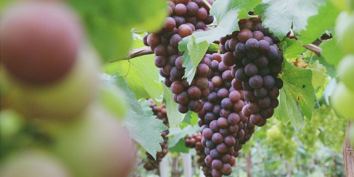 1765x1177 3079669 grape, purple grapes wallpaper and background | Free stock