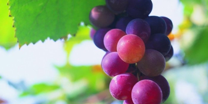 1024x768 Free Wallpaper - Free Photography wallpaper - Grape wallpaper