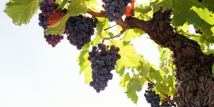 2016x1172 Grape Wallpapers 2016x1172, #67TN52U | Wallperio.com™