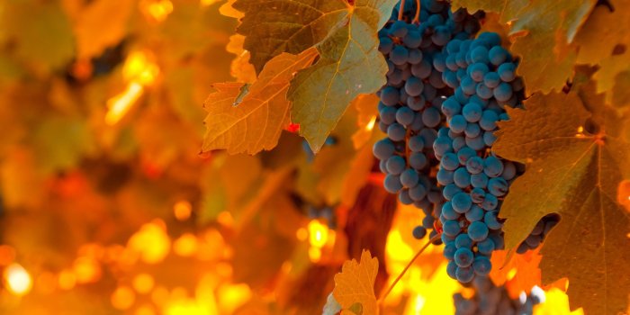 2560x1440 Black Grapes ❤ 4K HD Desktop Wallpaper for 4K Ultra HD TV • Wide