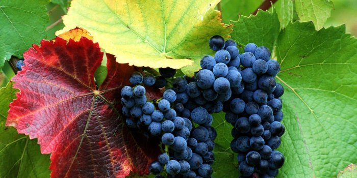 1600x1200 Wallpapers Grapes