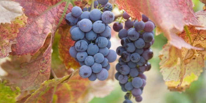 1920x1200 Grapes hd wallpaper free download now | 3D-HD Wallpaper | Grape