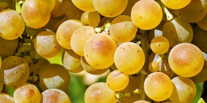 720x1280 Factory, Flower, Vitis, Fruit, Grape HD Wallpaper for Android Phone