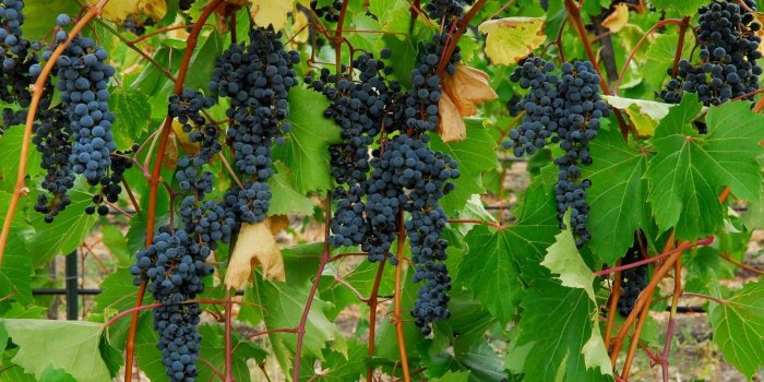 1920x1200 221 Grapes HD Wallpapers | Background Images