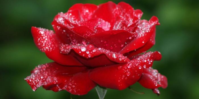 1920x1080 flowers - Google Search | Beautiful flowers | Rose flower wallpaper