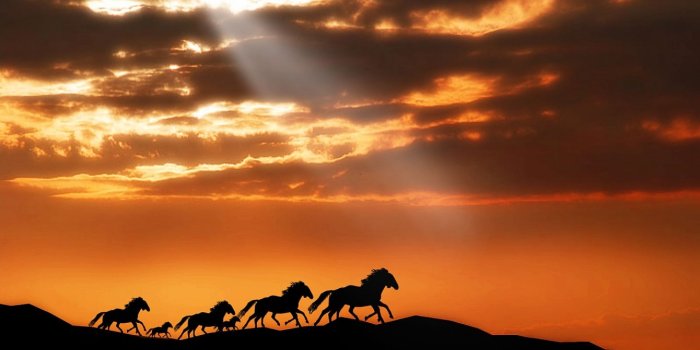 1920x1200 The Ray of Hope and The Black Horses | HD Animals and Birds