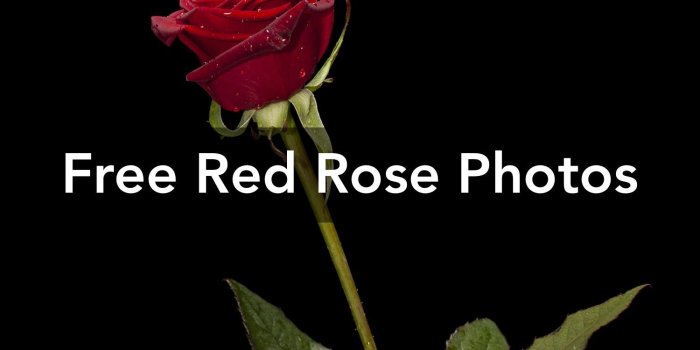 1500x1000 1000+ Amazing Red Rose Photos · Pexels · Free Stock Photos