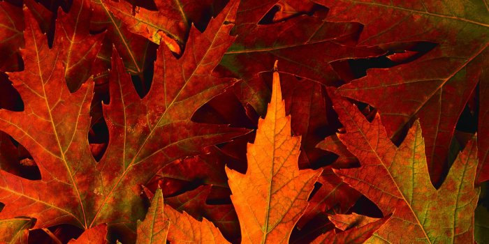 2560x1600 Free HD Fall Wallpapers make your screen shine brighter