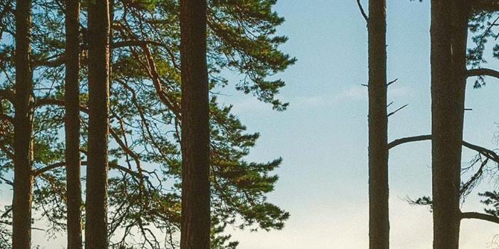 1028x1920 Tall Trees Lake iPhone 6 Plus HD Wallpaper HD - Free Download