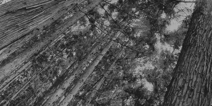 1242x2208 tall wallpaper