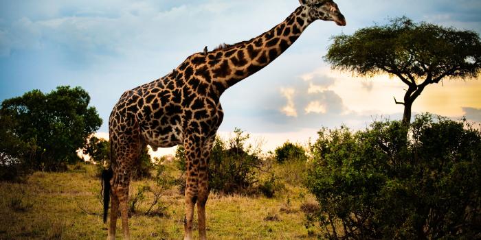 3840x2400 Too Tall ❤ 4K HD Desktop Wallpaper for 4K Ultra HD TV • Tablet