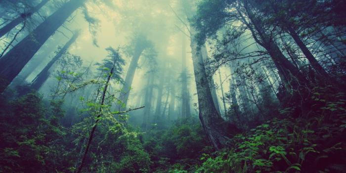 1249x700 Landscapes nature jungle forest trees plants fog tall trees