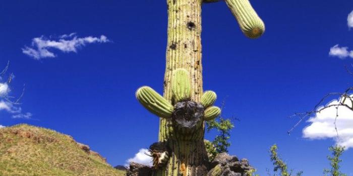 728x1087 47+] Tall Wallpaper on WallpaperSafari