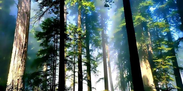 1024x768 Tall forest wallpaper | Tall forest wallpaper