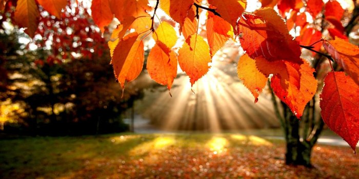 1440x900 Fall Free Wallpaper Desktop - 52DazheW Gallery