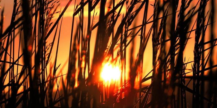 1920x1440 Sun, Grass, Morning,HD Wallpapers Landscape Images, Tall, The, High