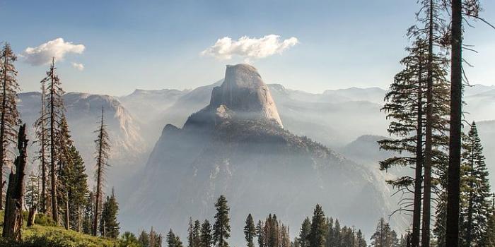 728x1092 HD wallpaper: tall pine trees, Panorama Trail, Yosemite National