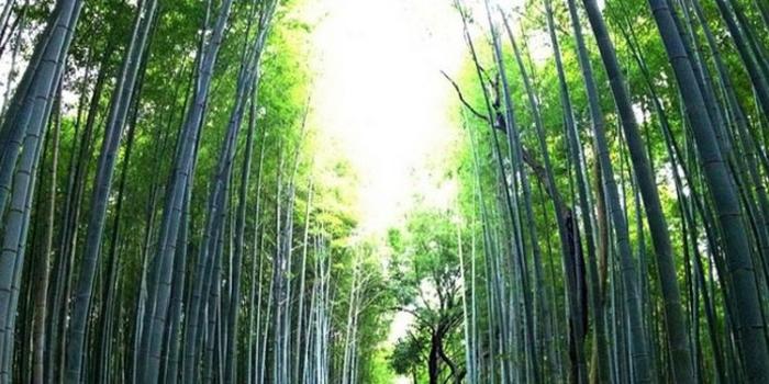 750x1334 Tall Trees Forest Path iPhone 6 Wallpaper HD - Free Download