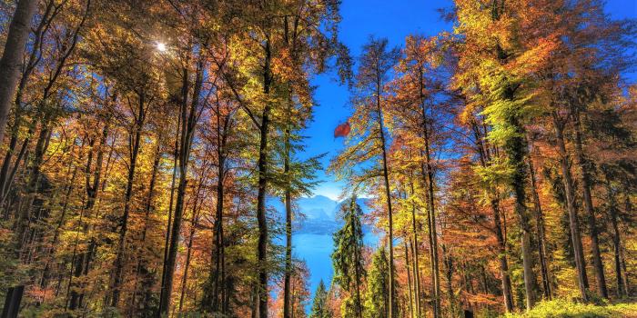 4200x2804 Tall Trees on Autumn Lake 4k Ultra HD Wallpaper | Background Image
