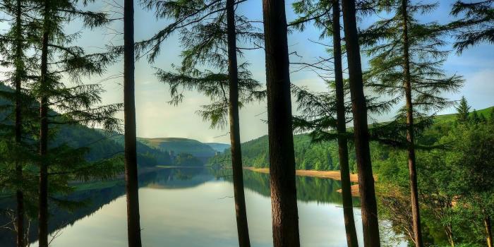 1920x1200 Tall trees by the lake wallpaper - Nature wallpapers - #36902