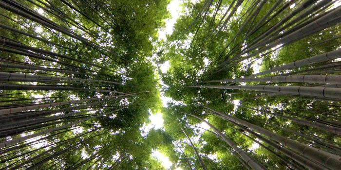 3840x2880 3086300 bamboo trees, green, japan, look up, nature, tall 4k