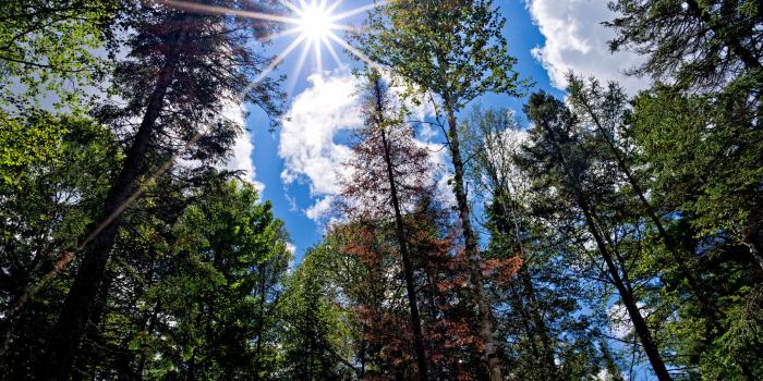 2559x1600 Tall Trees, Sunshine widescreen wallpaper