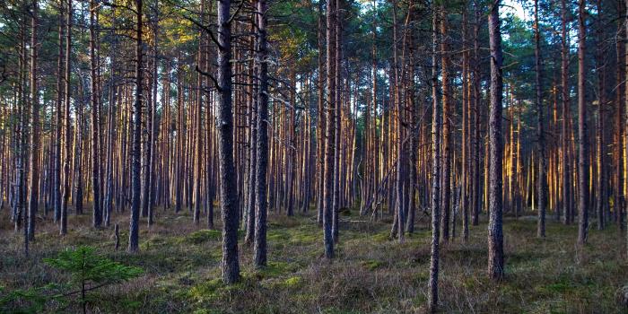 5163x2866 Tall Trees Photo - Free Stock Photo, Image, Wallpaper, HD Picture