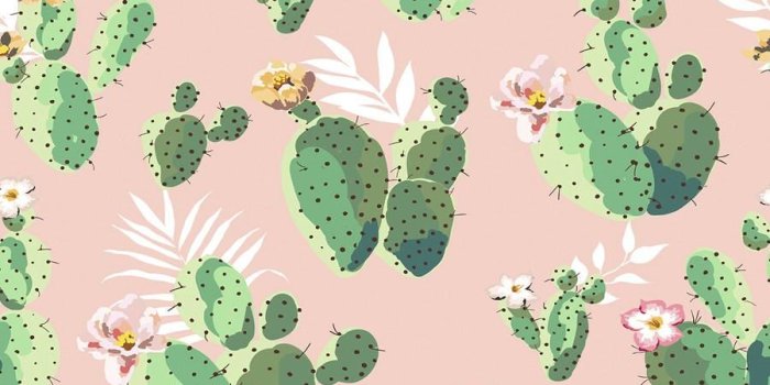 900x900 Cacti on Pink