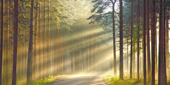 1920x1200 Pathway in between tall trees HD wallpaper | Wallpaper Flare