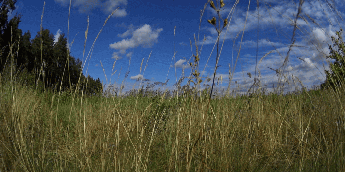 1920x1080 Wallpaper background summer sunny meadow, tall grass, blue sky in clouds  Stock Video Footage - Storyblocks Video